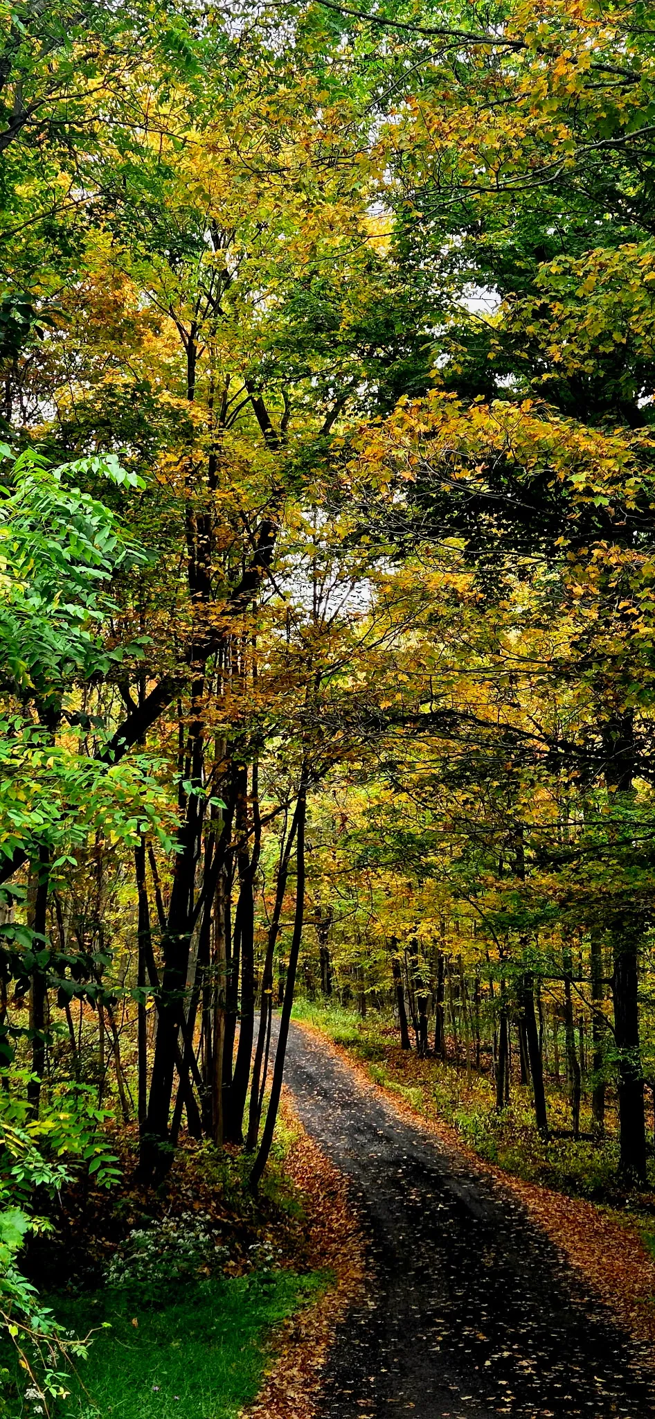 Gravel road in a forest in autumn.